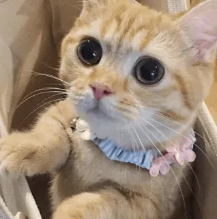 🐱 0a645b67 Katze, Kätzchen, süß, Haustier, Tier, häuslich whatsapp sticker