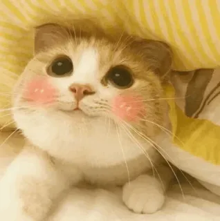 🐱 0cddd2f1 Katze, süß, Tier, Kätzchen, Haustier, Hauskatze whatsapp sticker