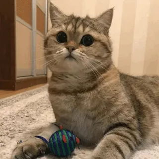 🐱 0da129a9 Katze, niedlich, Tier, Haustier, Kätzchen, getigert, Hauskatze whatsapp sticker