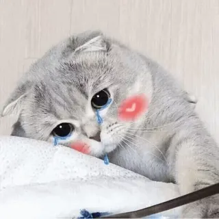 🐱 19e9fa74 Katze, traurig, weinend, Haustier, Tier, süß whatsapp sticker