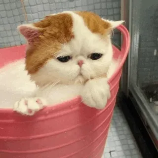 🐱 1a006322 Katze, Bad, süß, Tier, Haustier, Katzenartig whatsapp sticker