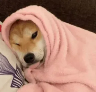 🐱 1f3cec44 Hund, Shiba Inu, süß, rosa, Decke, schläfrig, Tier, Haustier whatsapp sticker