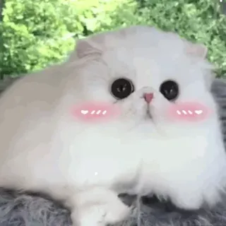 🐱 269a102a Katze, Kätzchen, weiße Katze, süß, Haustier, Tier, flauschig whatsapp sticker