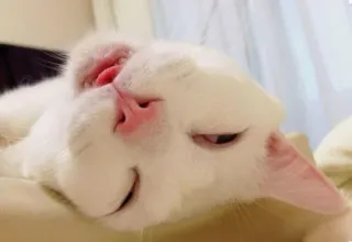 🐱 2d9a55e0 Katze, Haustier, weiße Katze, schlafend, Tier, Säugetier whatsapp sticker