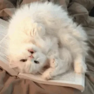 🐱 2fd71770 Katze, Kätzchen, süß, Tier, weiße Katze, flauschig, Buch whatsapp sticker