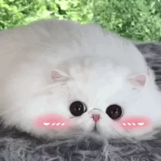 🐱 35cf83fb Katze, süß, Tier, Haustier, flauschig, kawaii whatsapp sticker