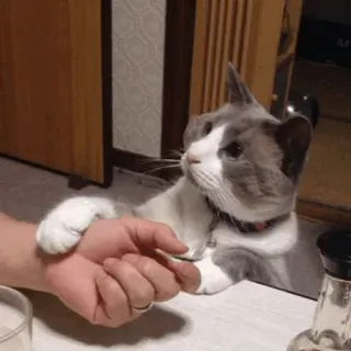 🐱 390416a4 Katze, Haustier, Tier, Haustier, Hauskatze, süß, Kätzchen whatsapp sticker