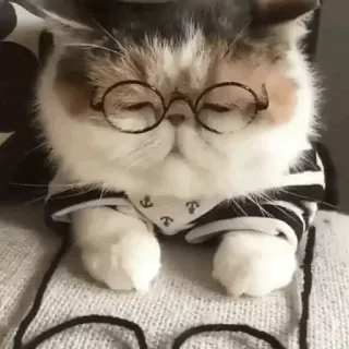 🐱 3c1db097 Katze, Brille, süß, Tier, Haustier, Kätzchen, entzückend, Hauskatze whatsapp sticker