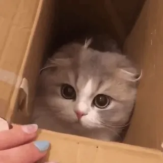 🐱 3f05ed07 Katze, Kätzchen, süß, Kiste, Tier, Haustier whatsapp sticker