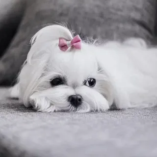 🐱 4999657d Hund, Welpe, Malteser, Haustier, Tier, süß, weißer Hund, kleiner Hund whatsapp sticker