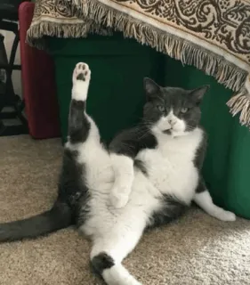 🐱 4c613011 Katze, lustig, Pose, Tier, grau und weiß, Haustier, Humor whatsapp sticker