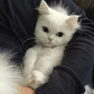 🐱 4f4b529a Katze, weiße Katze, Haustier, Tier, süß, Hauskatze, flauschig whatsapp sticker