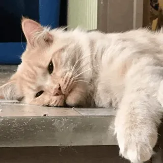 🐱 568d8fe9 Katze, Tier, Haustier, Katzenartig, Hauskatze, ruhend, schläfrig whatsapp sticker