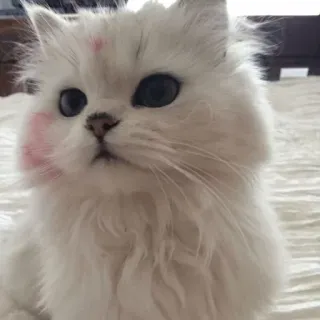 🐱 585c44ca Katze, weiße Katze, flauschige Katze, Kätzchen, süßes Tier, Haustier, Haustier whatsapp sticker