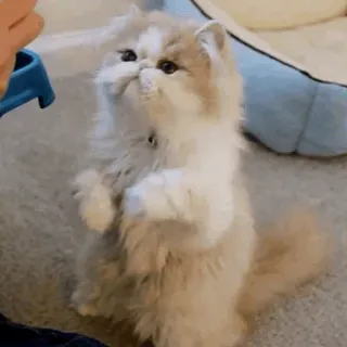 🐱 6217c7ad Katze, Kätzchen, süß, Tier, Haustier, flauschig whatsapp sticker