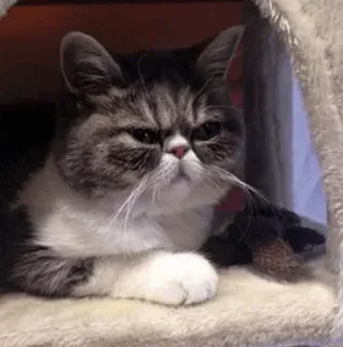 🐱 64912eea Katze, Haustier, Tier, Katzenartig, Hauskatze, Exotic Shorthair whatsapp sticker