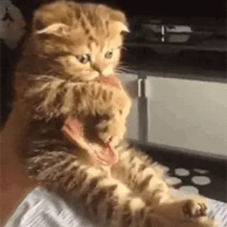 🐱 69234a1f Katze, Kätzchen, süß, Tier, Haustier whatsapp sticker