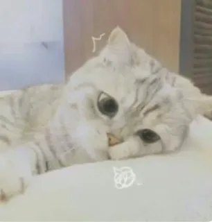 🐱 6b3b1024 Katze, Tier, Haustier, süß, Kätzchen, faul, schläfrig whatsapp sticker