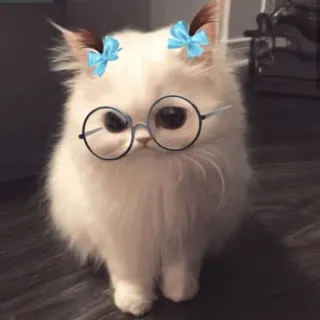 🐱 6f0ae470 Katze, Tier, Brille, süß, Haustier, flauschig, Schleifen whatsapp sticker