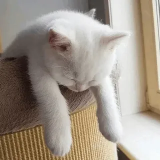 🐱 744be2c6 Katze, Kätzchen, weiß, schlafend, Tier, Haustier, süß whatsapp sticker