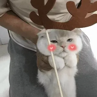 🐱 78400ce3 Katze, Rentier, Weihnachten, Tier, süß, Haustier, Feiertag whatsapp sticker