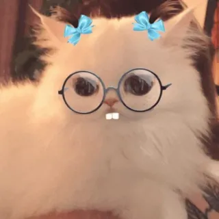 🐱 87eabc4f Katze, Brille, Schleifen, niedlich, Tier, Haustier whatsapp sticker