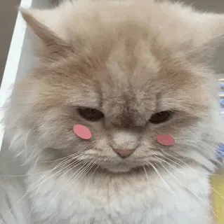 🐱 af0fc082 Katze, Tier, Haustier, süß, Kätzchen, flauschig whatsapp sticker