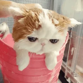 🐱 afe2c42c Katze, Haustier, Tier, süß, Bad, Kätzchen, waschen, lustig whatsapp sticker