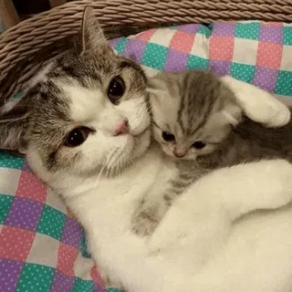 🐱 b13cfd67 Katze, Kätzchen, süß, Haustier, Tier, Katzenartig, Katzenmutter, Baby Katze whatsapp sticker