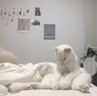 🐱 b5517c2b Katze, weiß, Haustier, Tier, häuslich, Katzenartig whatsapp sticker