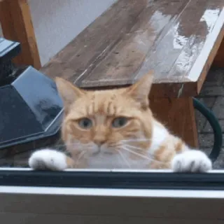 🐱 bc950382 Katze, Tier, Regen, Fenster, Haustier, rote Katze whatsapp sticker