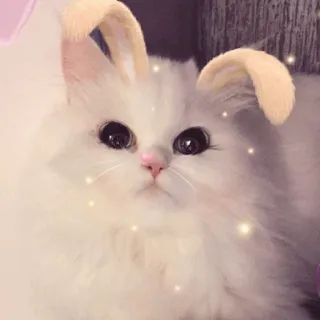 🐱 bf35011d Katze, Kätzchen, Hasenohren, Tier, süß, Haustier, flauschig, Haustier whatsapp sticker