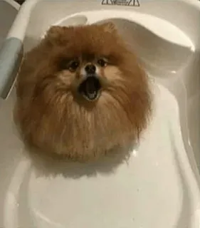 🐱 c1ff6462 Hund, Zwergspitz, Badewanne, süß, Tier, Haustier, Welpe whatsapp sticker