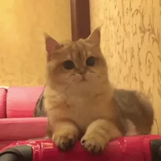 🐱 c3bdc728 Katze, Tier, süß, Haustier, Haustier, Katzenartig whatsapp sticker