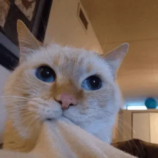 🐱 c7e634e6 Katze, Haustier, Tier, süß, zahm, Katzenartig whatsapp sticker