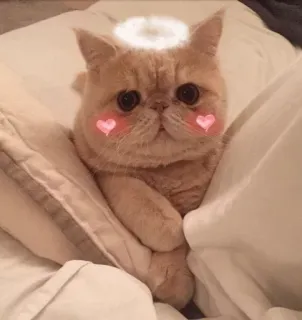 🐱 c835e7ea Katze, süß, Engel, kawaii, Haustier, Tier, Aufkleber whatsapp sticker