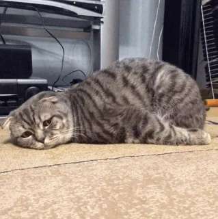 🐱 ceff38ba Katze, traurig, Haustier, Tier, Haustier, grau whatsapp sticker