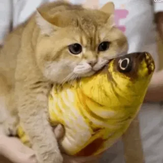 🐱 da5bf19f Katze, Fisch, Plüsch, Tier, Haustier, Kätzchen whatsapp sticker