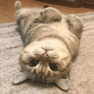 🐱 df0a42ee Katze, süß, Tier, Haustier, Kätzchen, häuslich, Säugetier, Katzenartig whatsapp sticker