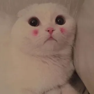 🐱 f32f5e42 Katze, niedlich, Tier, Haustier, Scottish Fold, kawaii whatsapp sticker