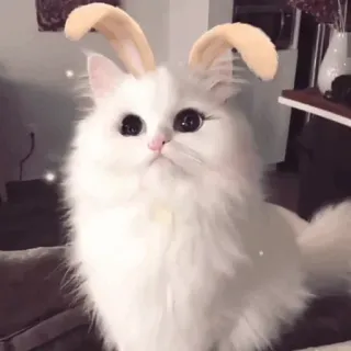 🐱 f332326b Katze, Hasenohren, weiße Katze, Haustier, Tier, süß, flauschig whatsapp sticker