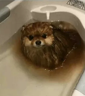 🐱 f350b6f3 Hund, Welpe, Bad, Zwergspitz, Wasser, süß whatsapp sticker