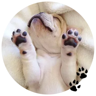 🐶 0128621a chien, chiot, dormir, mignon, animal, animal de compagnie whatsapp sticker