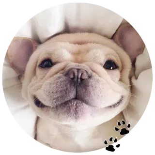 🐶 033dcbc4 chien, animal, chiot, mignon, bouledogue français, animal de compagnie, souriant whatsapp sticker