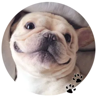 🐶 0b26405c chien, chiot, animal, animal de compagnie, bouledogue français whatsapp sticker