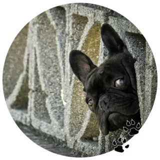 🐶 2305eb04 chien, bouledogue français, animal, animal de compagnie, mignon, chiot whatsapp sticker