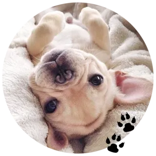 🐶 29107e14 chiot, chien, mignon, animal de compagnie, animal, bouledogue français, empreintes de pattes whatsapp sticker