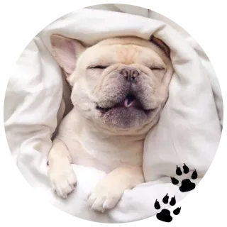 🐶 3cd5291a chien, dormir, chiot, mignon, bouledogue français, animal whatsapp sticker