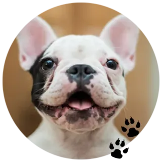 🐶 4c3734d9 chien, bouledogue français, chiot, animal, animal de compagnie whatsapp sticker