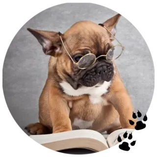🐶 6740e933 chien, chiot, livre, lunettes, lecture, mignon whatsapp sticker